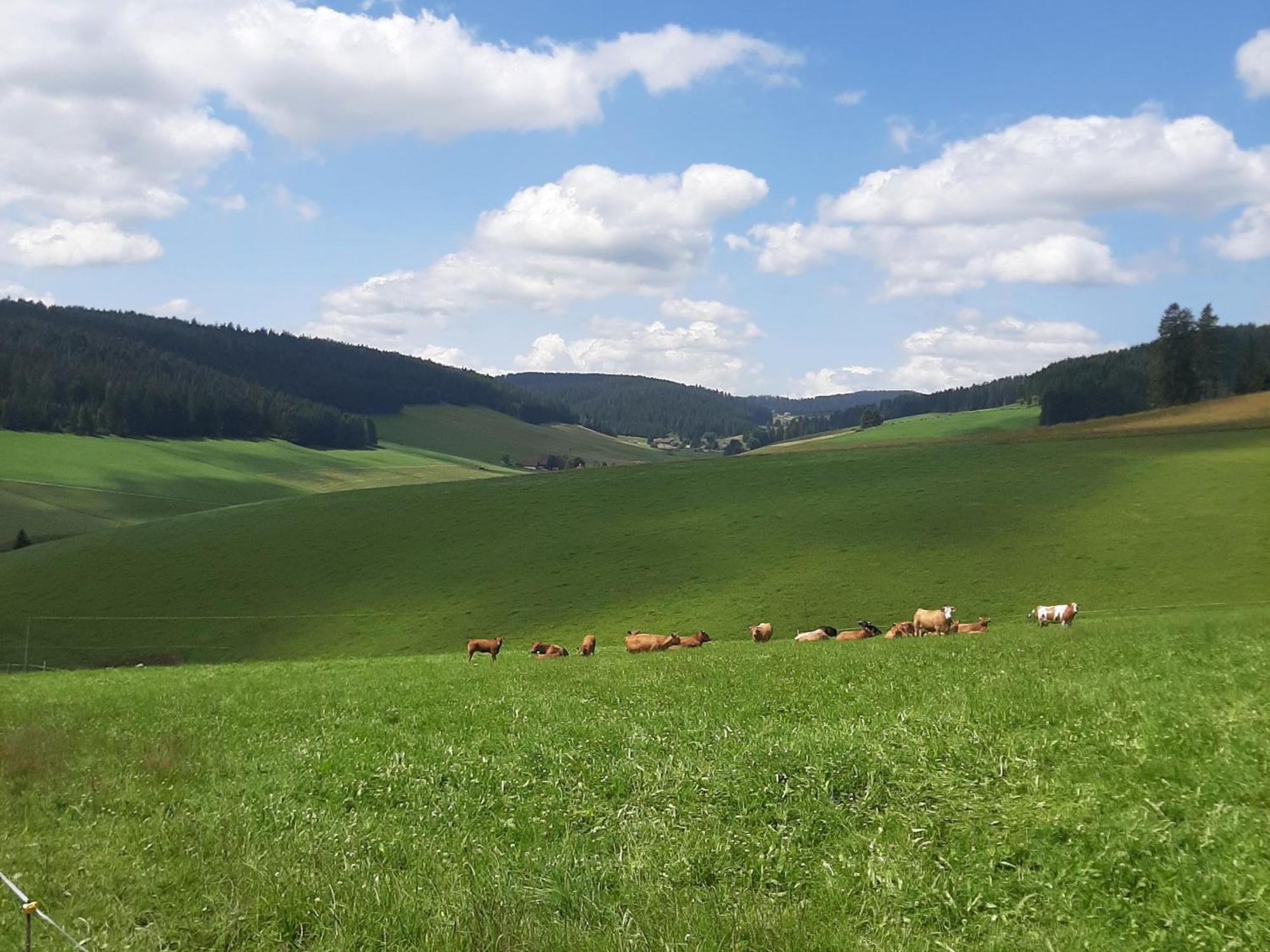 شقة Haus Zum Sternen Vöhrenbach المظهر الخارجي الصورة